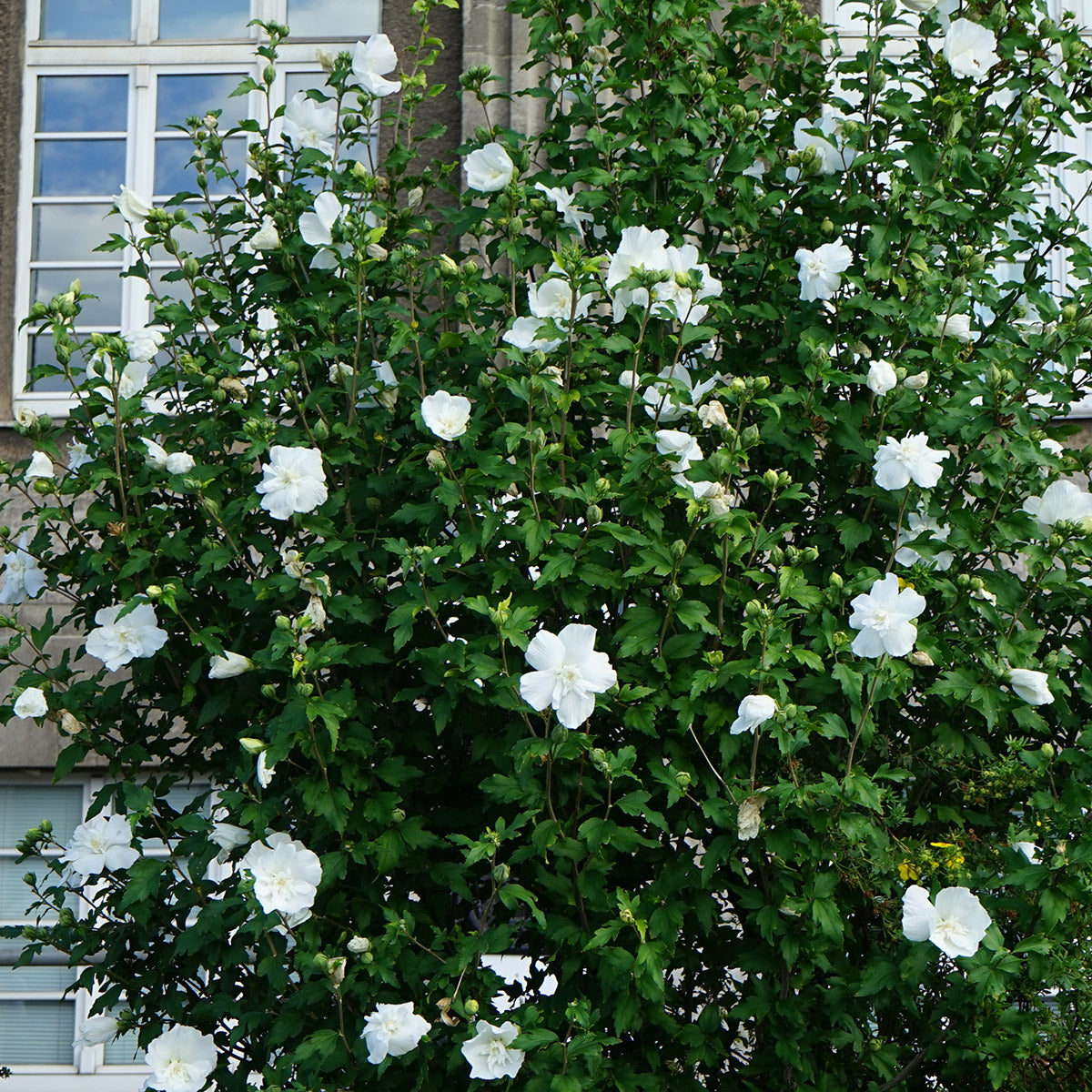 Hibiscus syriacus White Chiffon shrub in flower
