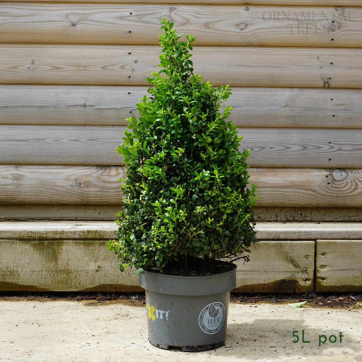 Ilex Crenata 'Dark Green' Topiary Pyramid