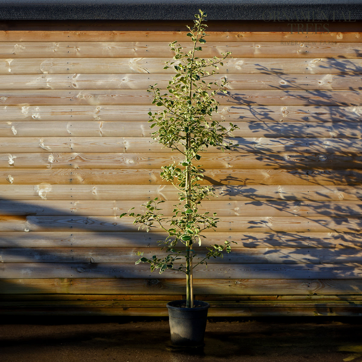 Ilex Aquifolium Argentea Marginata