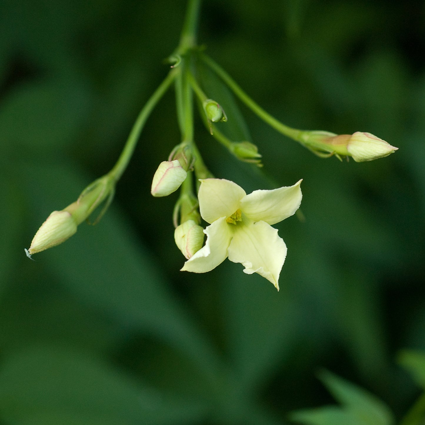 Jasminum officinale 'Clotted Cream'