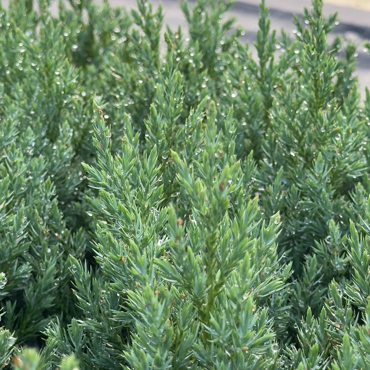 Juniperus chinensis 'Stricta' Juniper