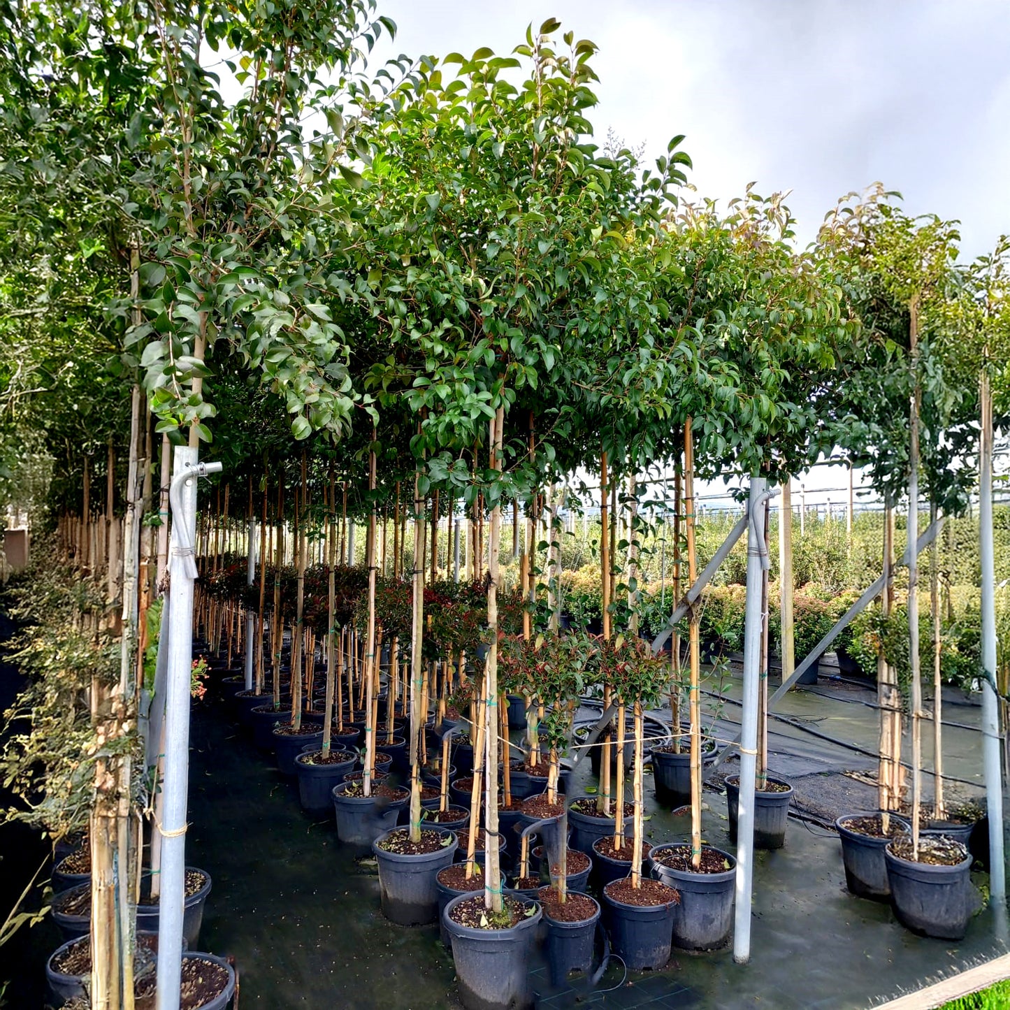Ligastrum Japonicum Tree