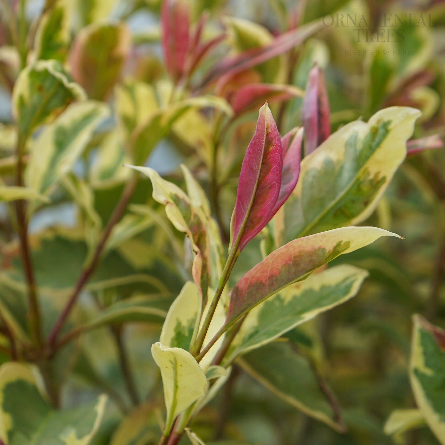 Ligustrum japonicum 'Excelsum Superbum'