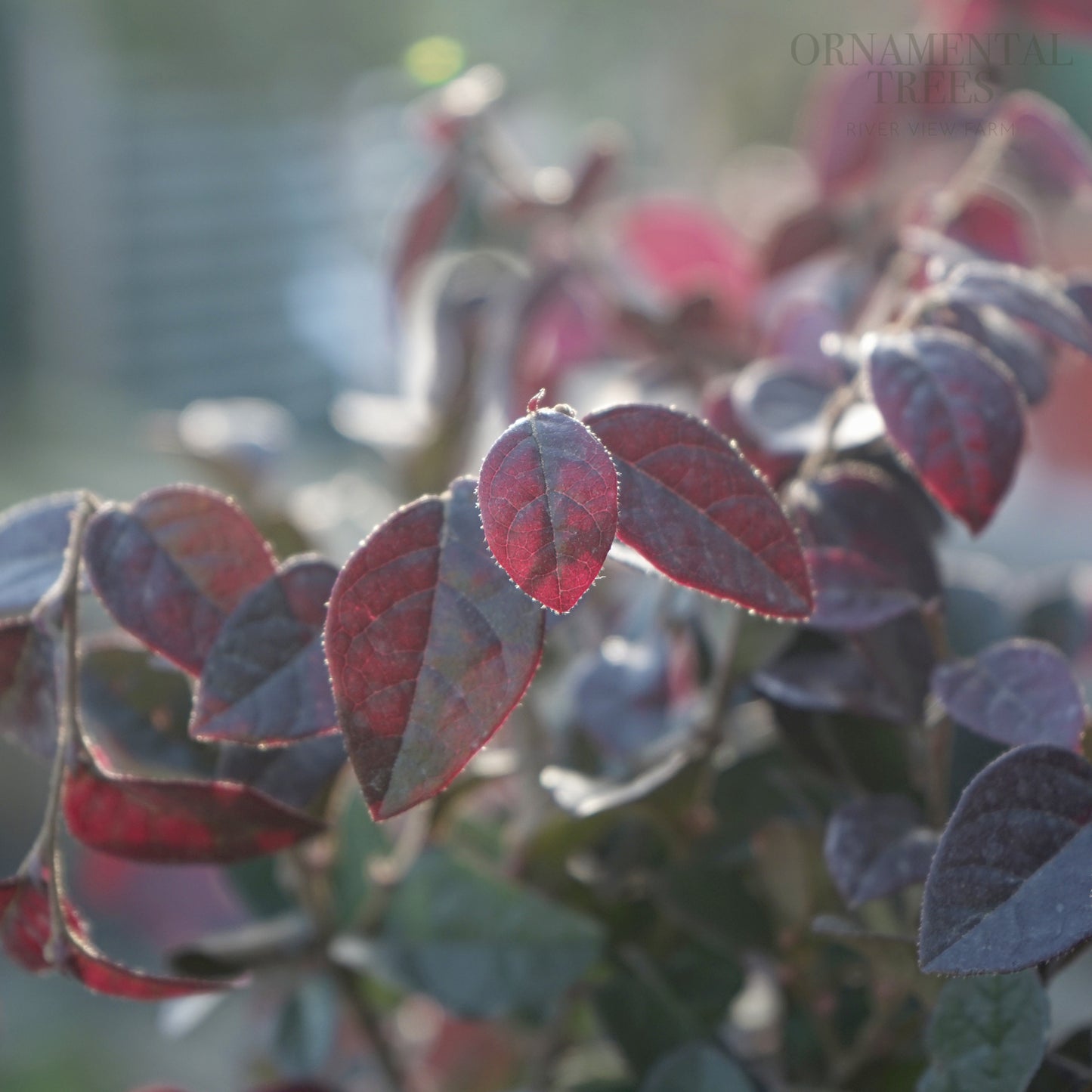 Loropetalum chinense 'Fede'