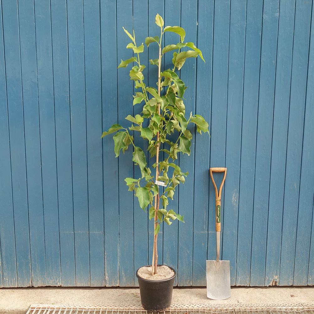 Magnolia_Heaven_Scent single stem tree
