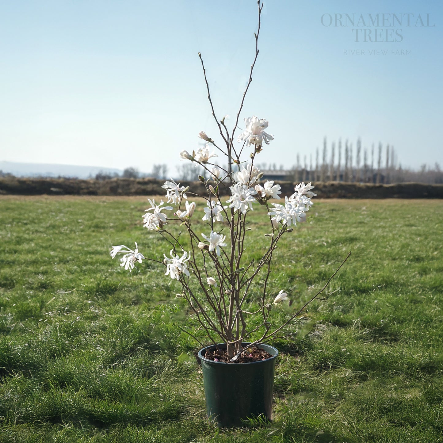 Magnolia Royal Star 10L