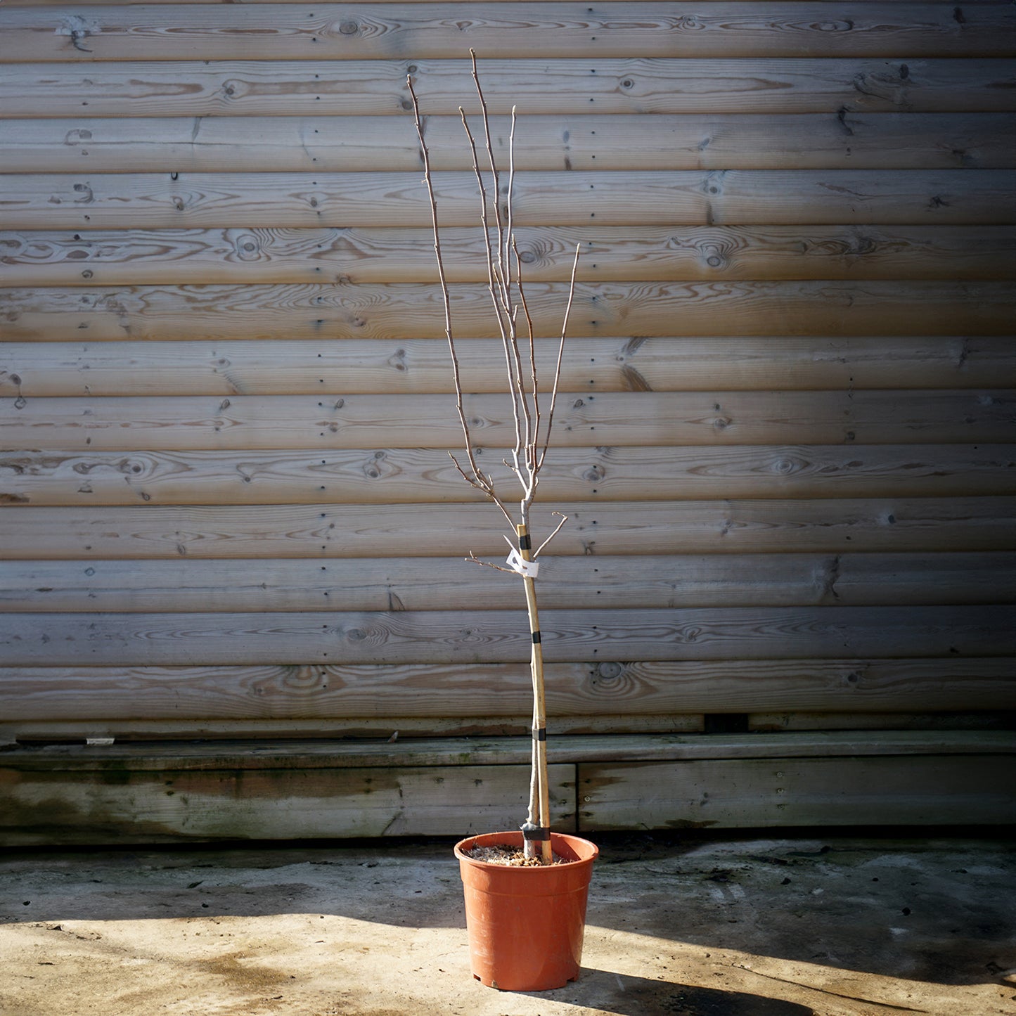 Magnolia Soulangeana, 1/4 standard tree