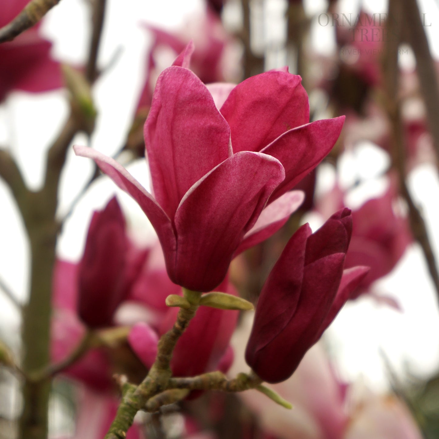 Magnolia 'Star Burst'