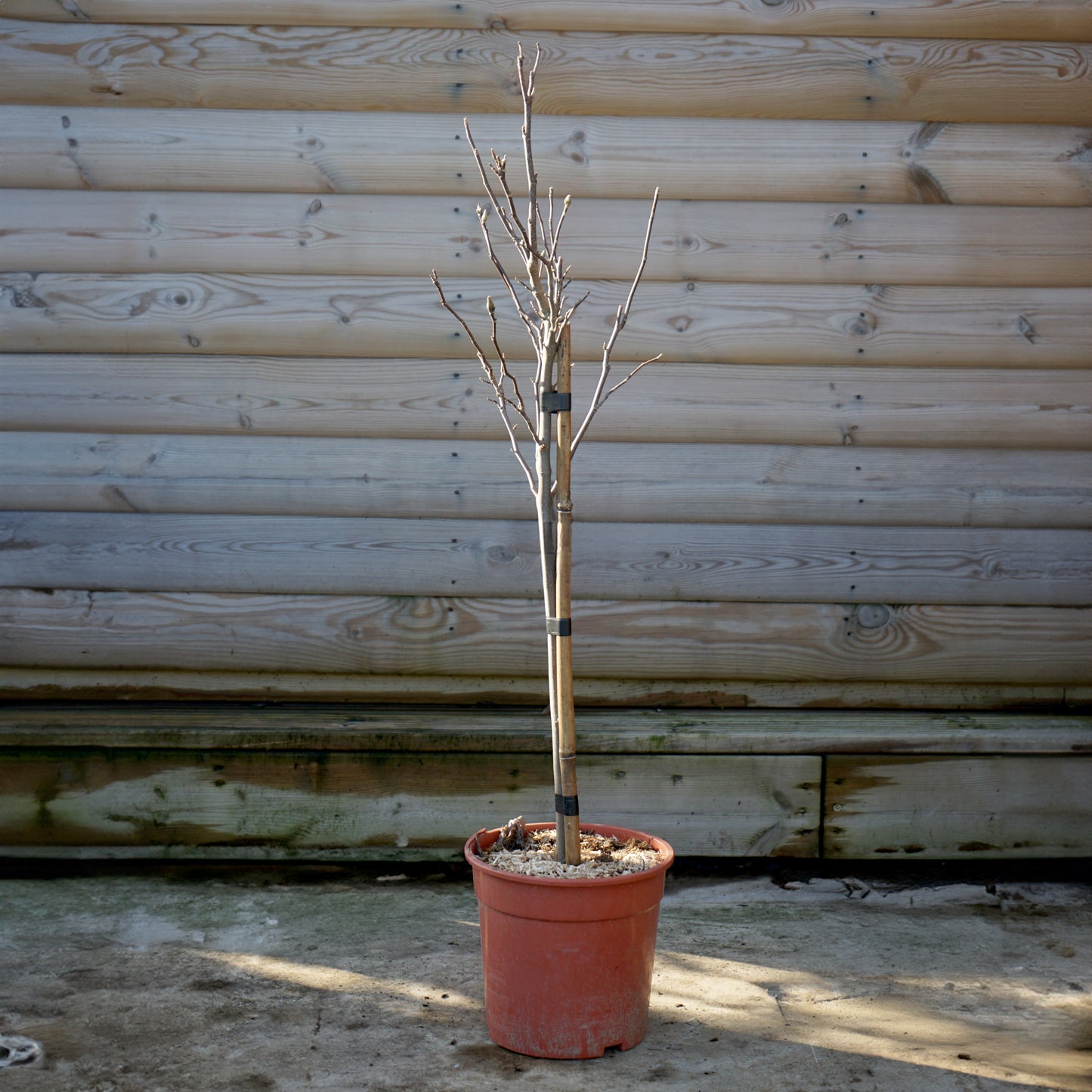 Magnolia Susan, 1/4 standard tree