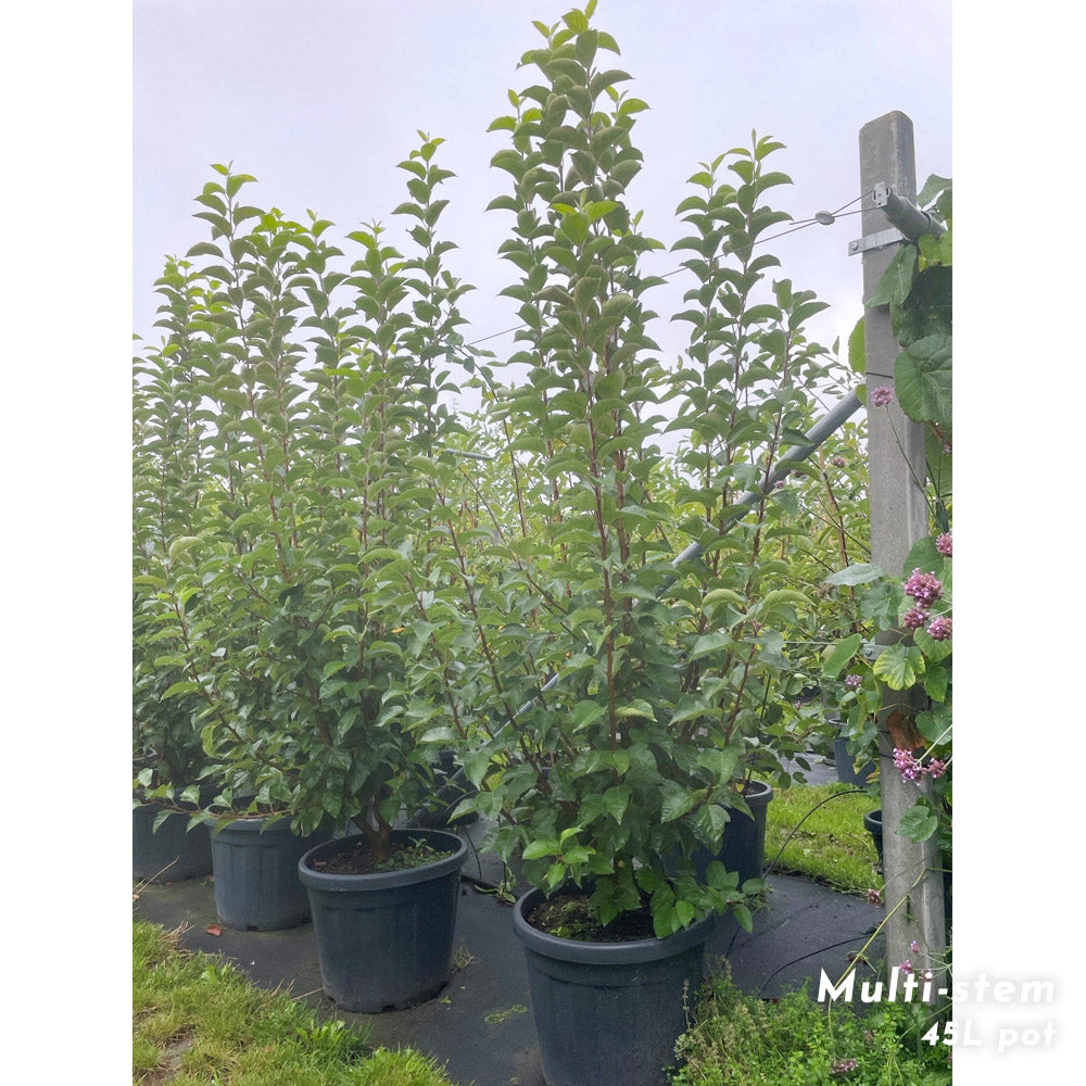 Malus 'Evereste' mature multi-stem crab apple tree in 45 litre pot