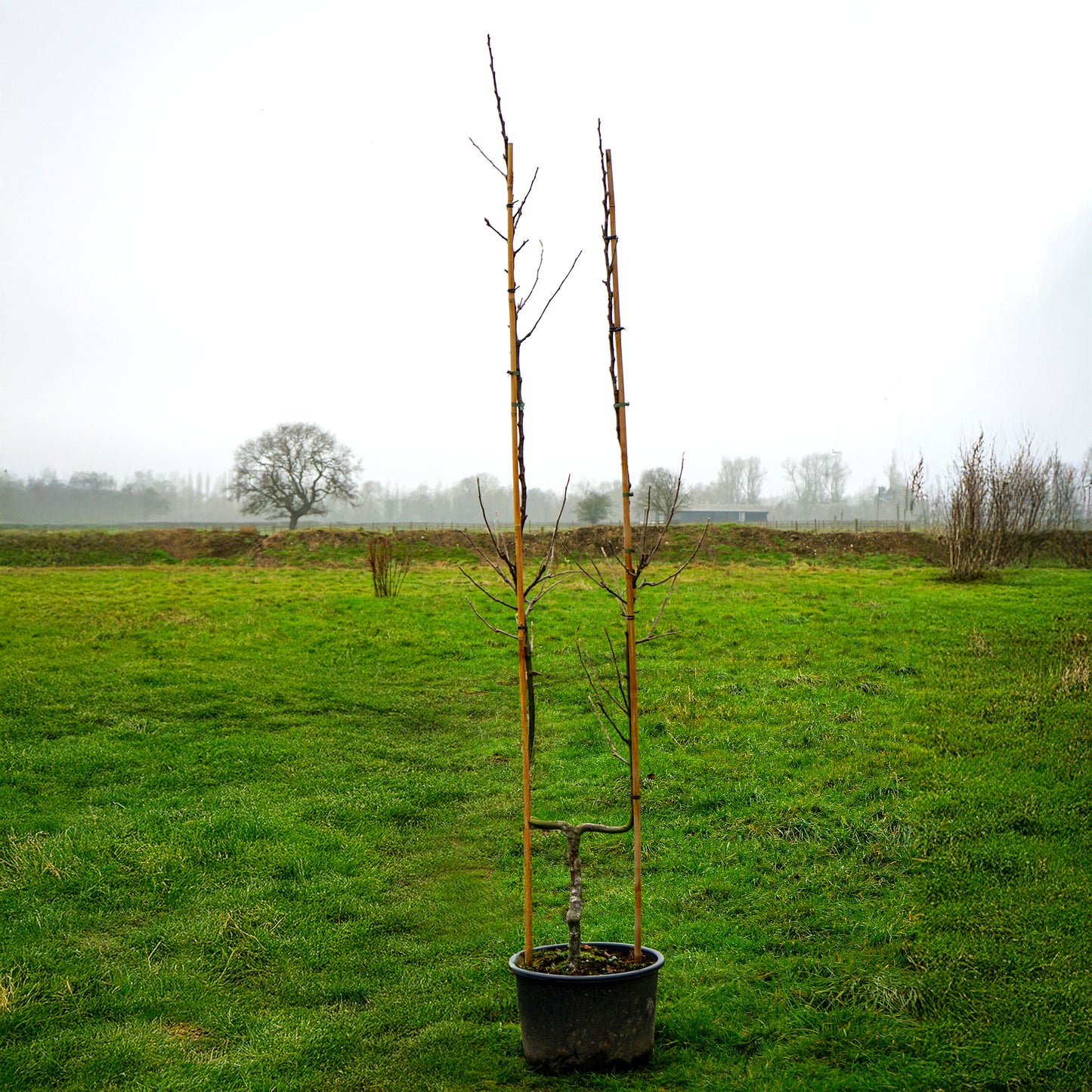 Apple Tree James Grieve U SHAPE tree