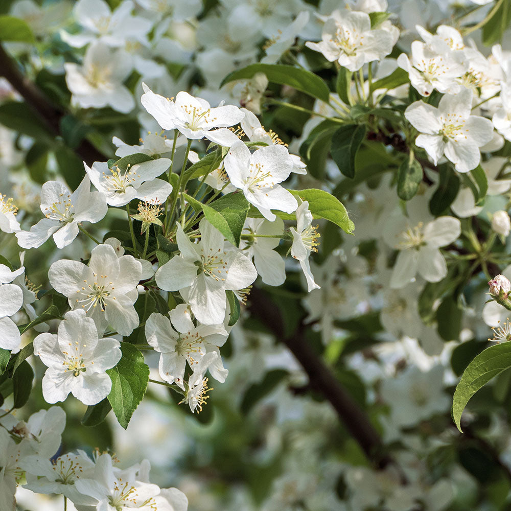 Malus baccata white blossom