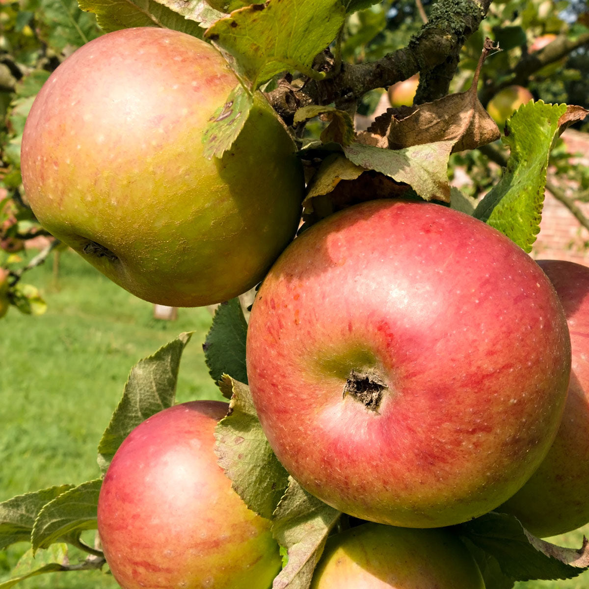 Newton Wonder apple tree closeup
