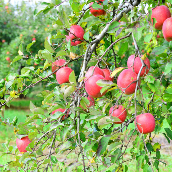 Mature fruit tree with red apples
