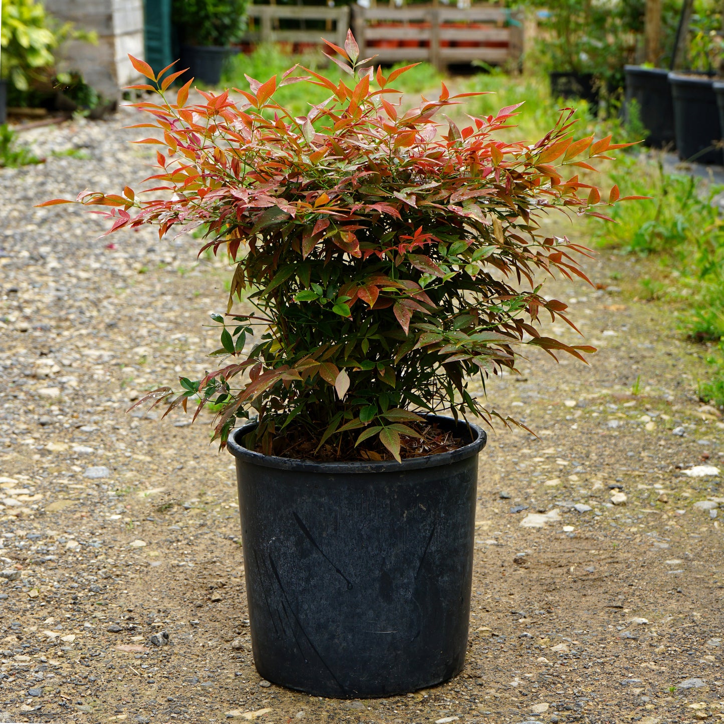 Nadina Domestica 'Obsessed' 10L pot