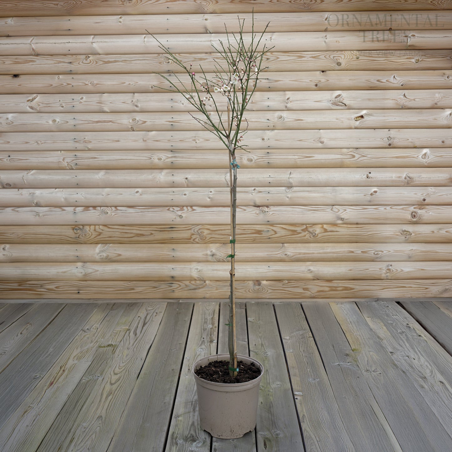 Prunus Omoi no Mama tree in 7.5L pot