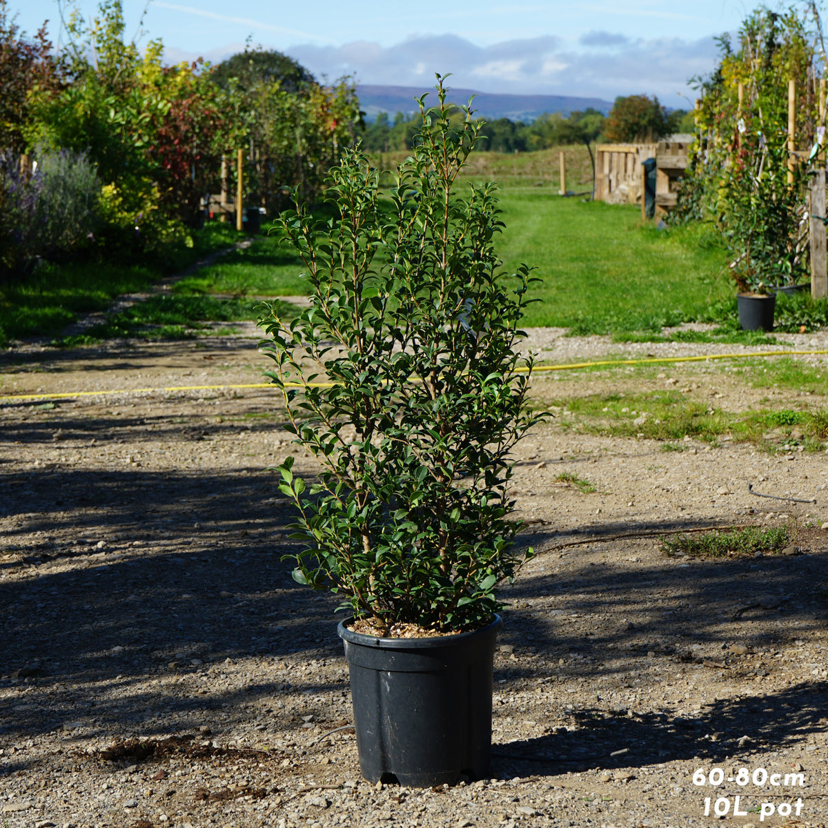 Osmanthus Burkwoodii pot-grown hedging