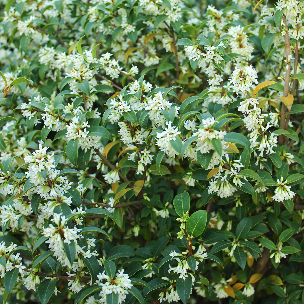 Osmanthus x burkwoodii hedge