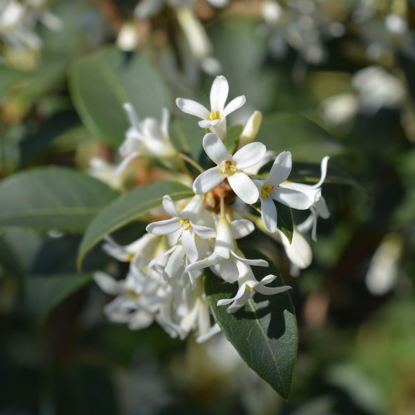 Osmanthus burkwoodii shrub