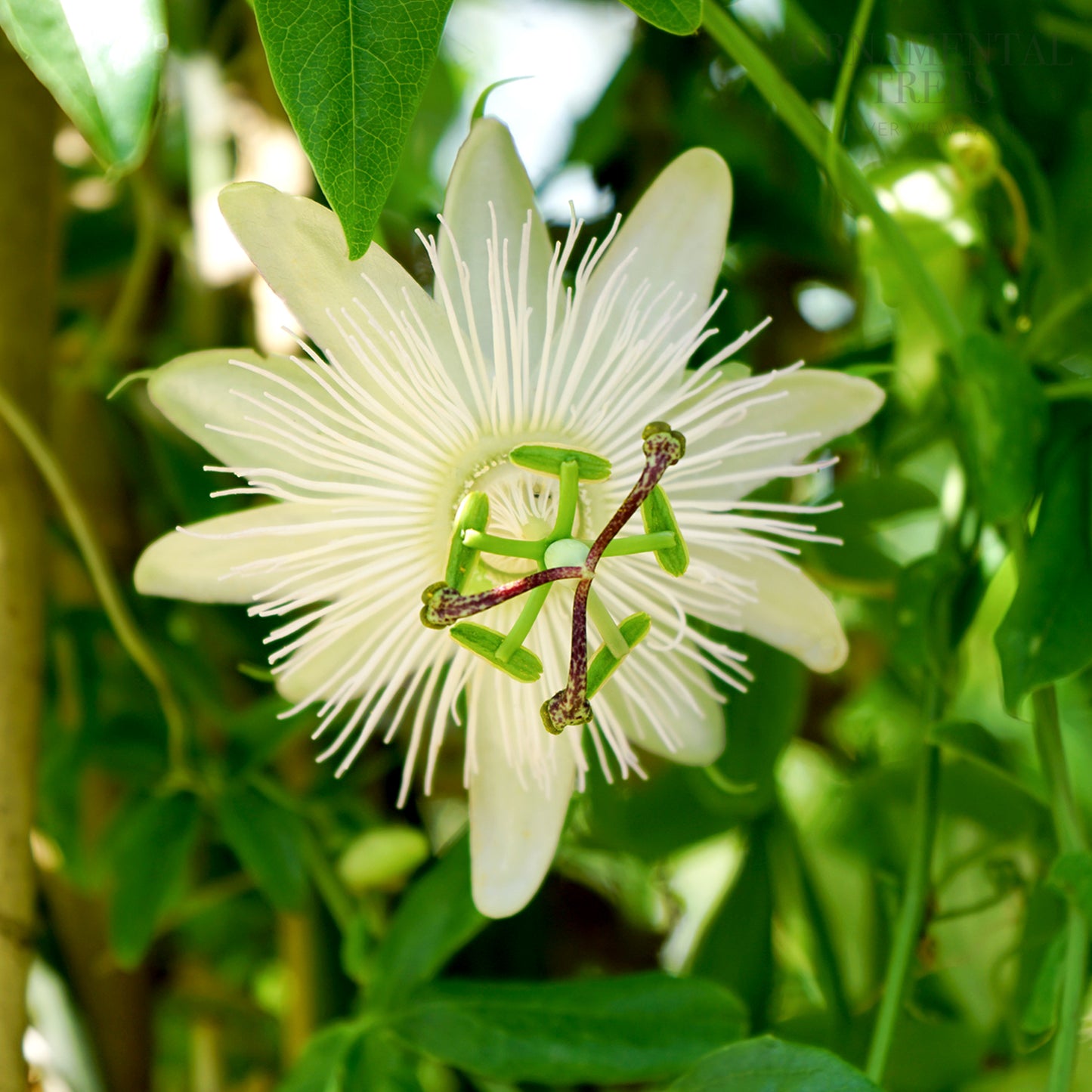 Passiflora caerulea 'Constance Eliott'