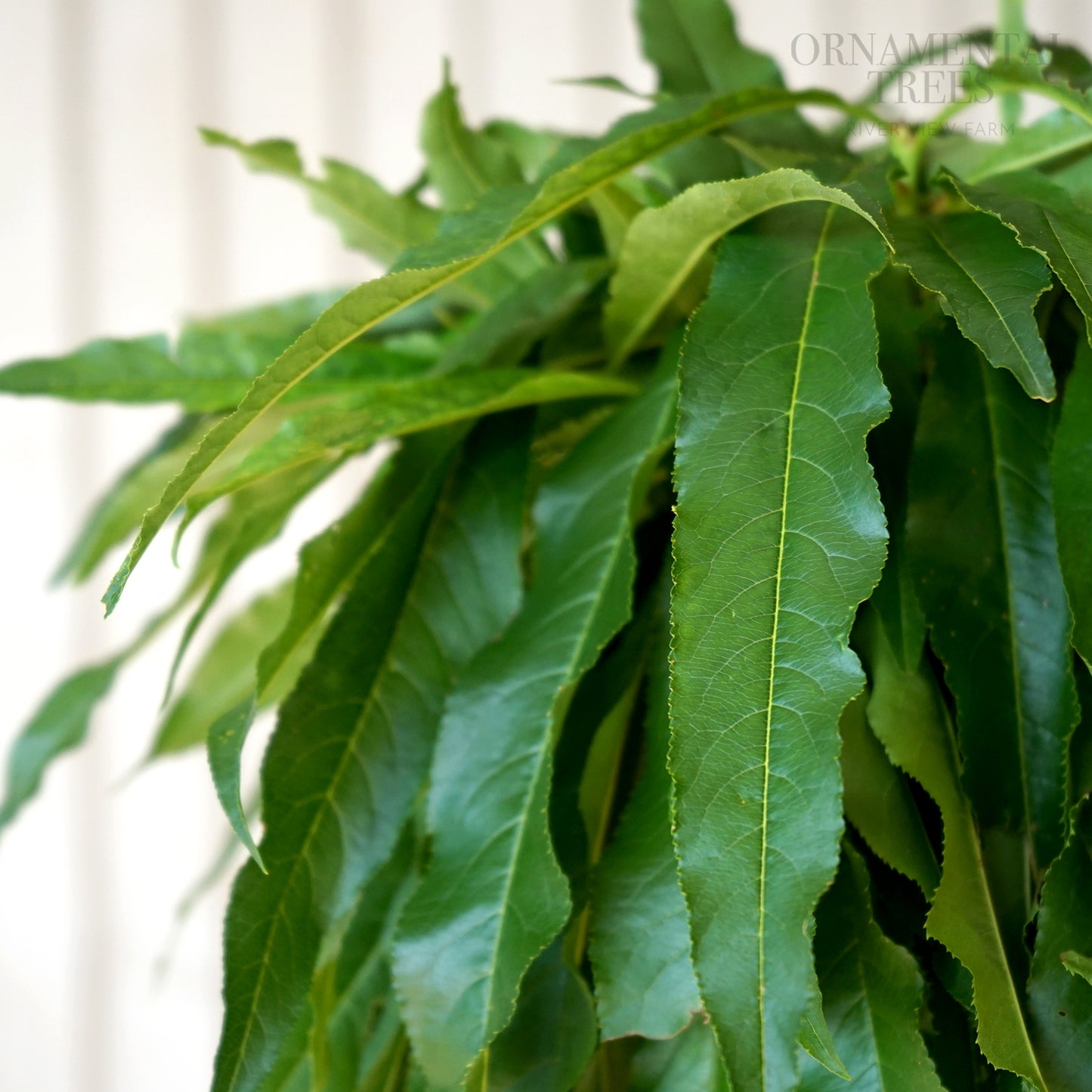 Peach Garden Lady Leaves