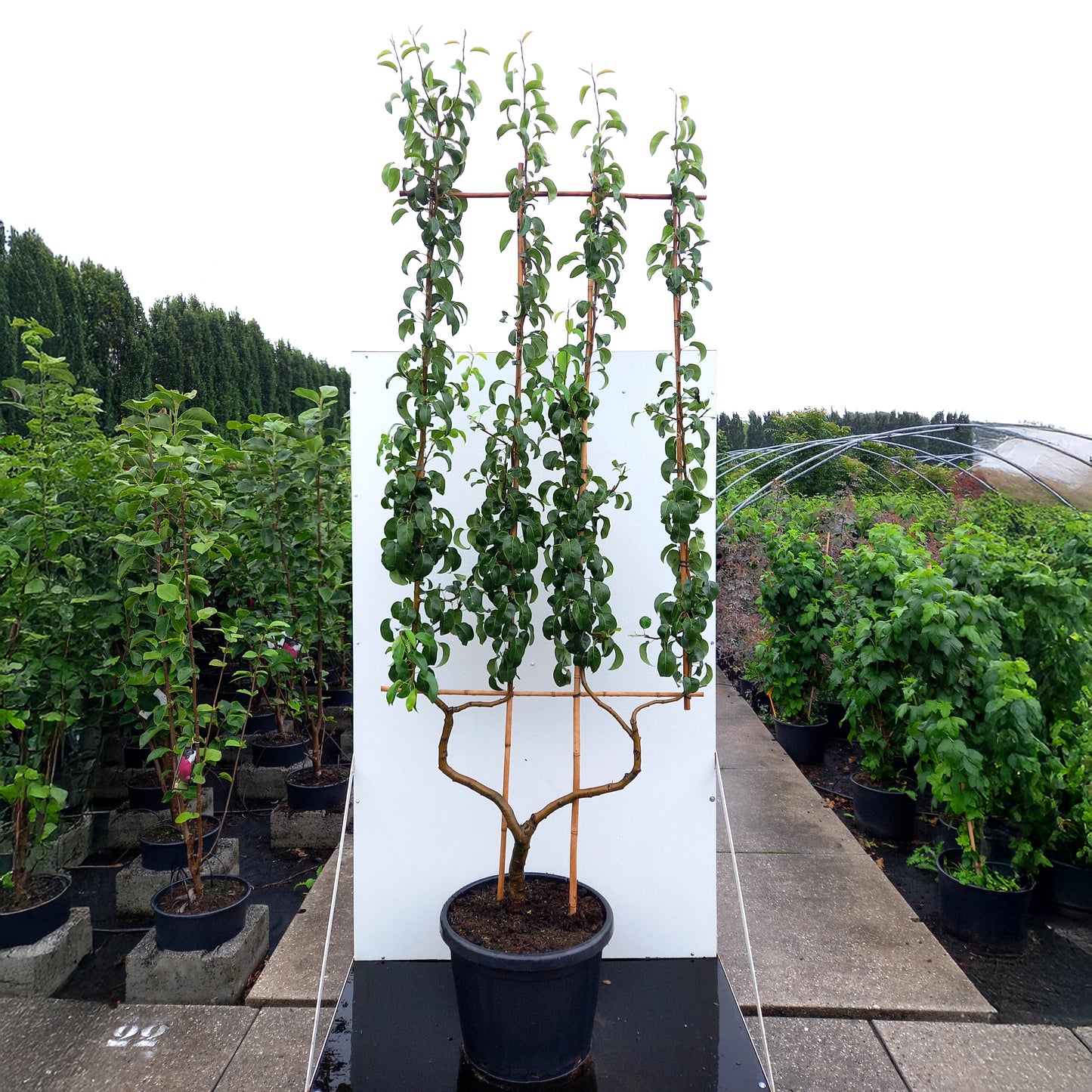 Pyrus Beurre Hardy double U pear tree in container