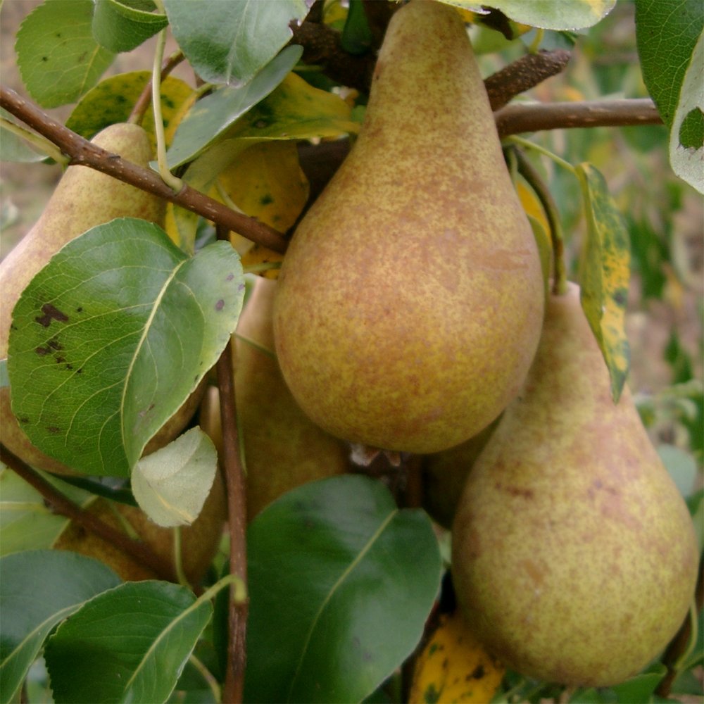 Concorde Pear tree