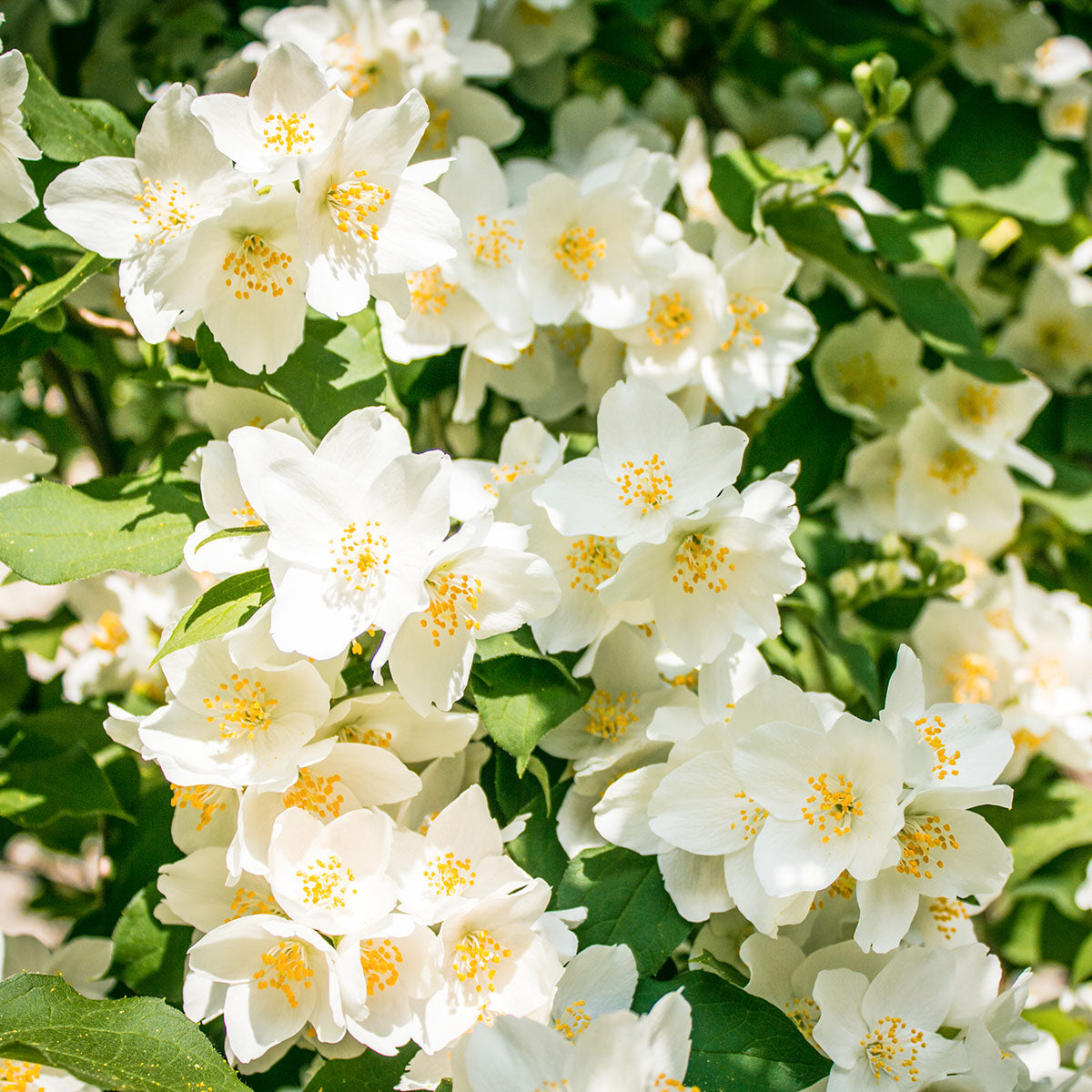 Philadelphus 'Lemoinei' Mock Orange