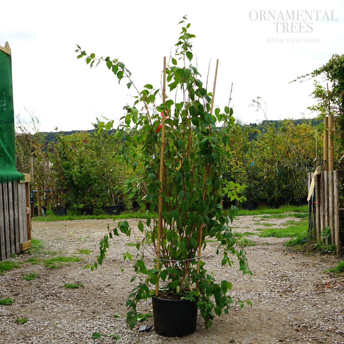 Philadelphus 'Belle Etoile' 20L pot
