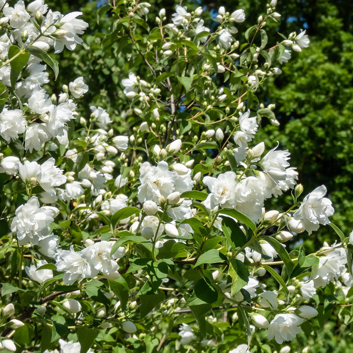 Philadelphus 'Virginal' Mock Orange