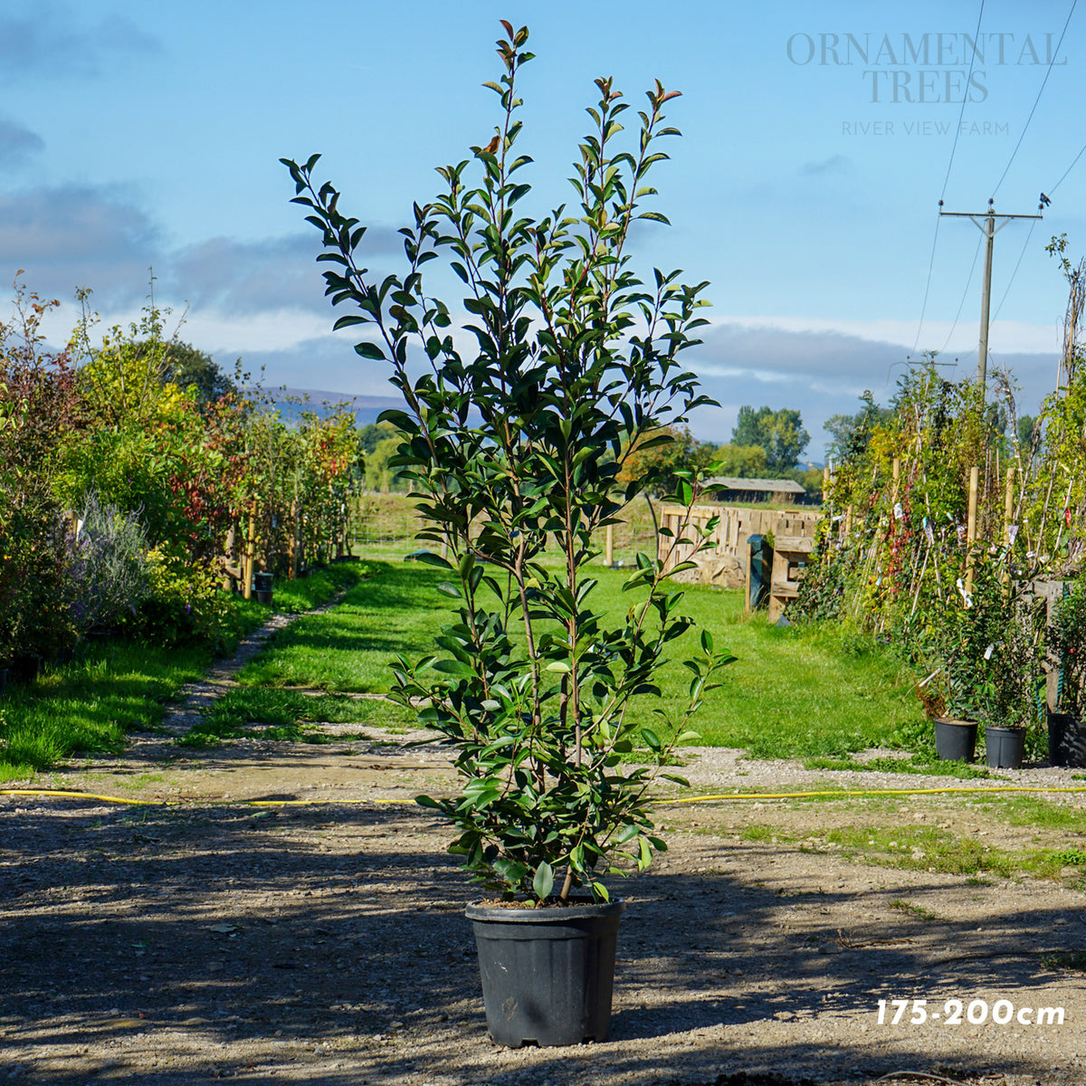 Photinia 'Red Robin' Potted hedging