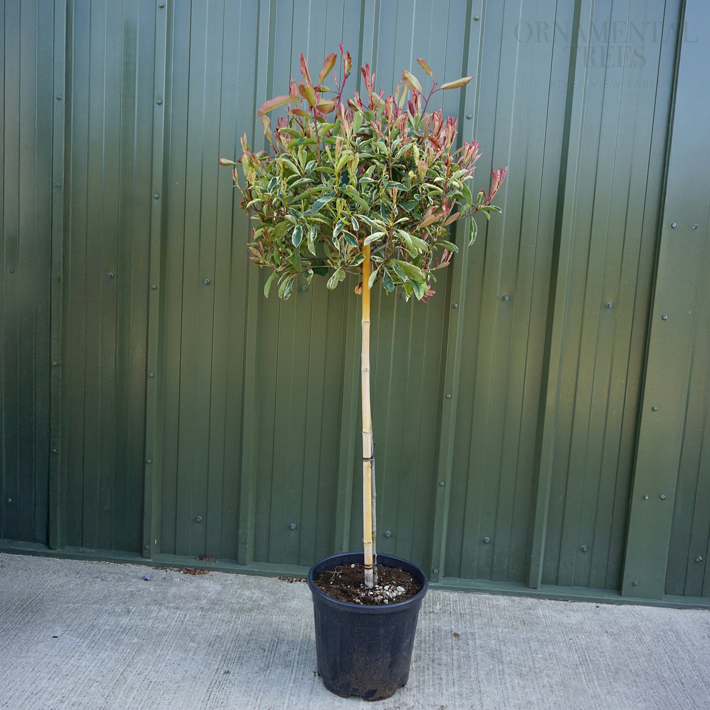 Photinia 'Pink Marble' half-standard tree