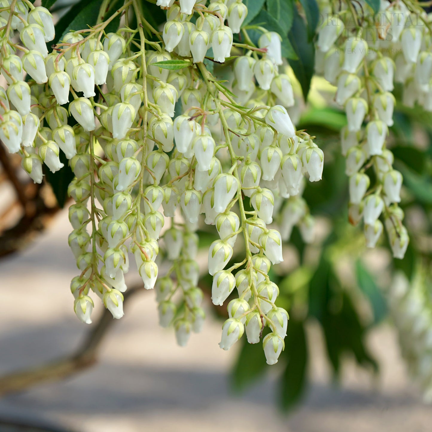 Pieris 'Forest Flame' Shrub