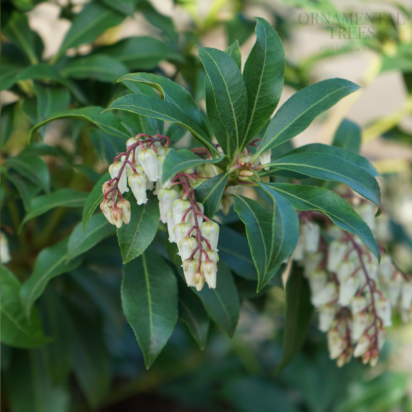 Pieris japonica 'Mountain Fire' Shrub