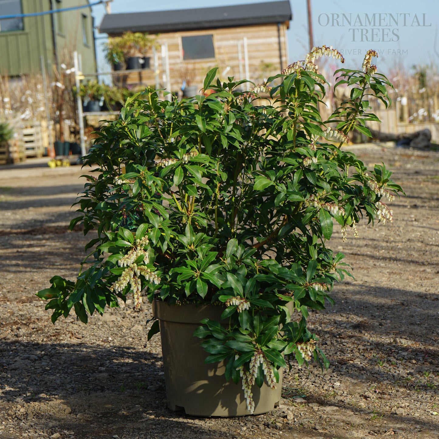 Pieris japonica 'Mountain Fire' Shrub
