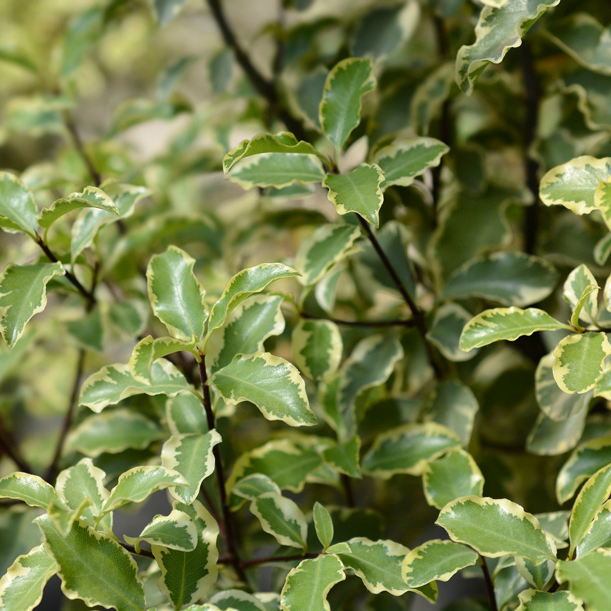 Pittosporum 'Silver Queen'