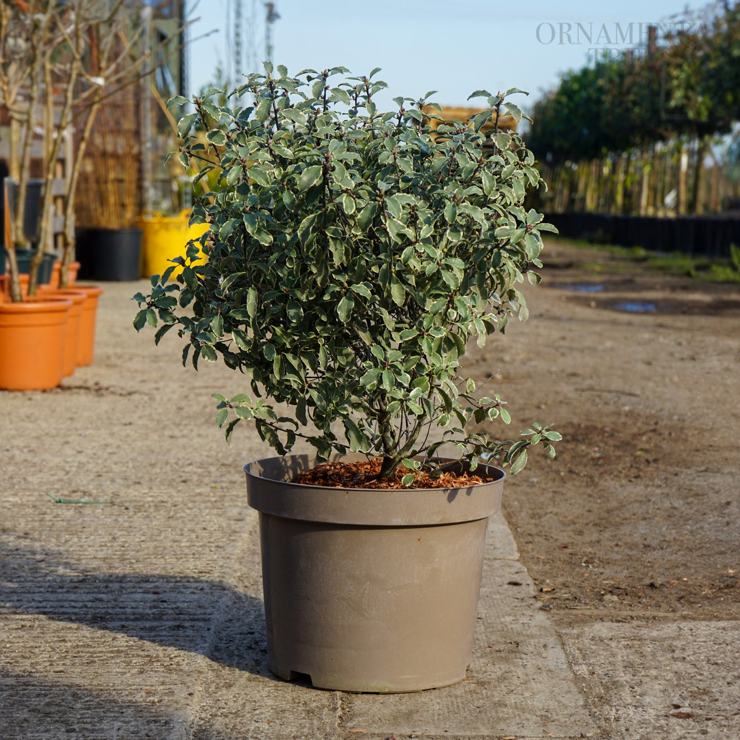 Pittosporum 'Silver Queen' 10L