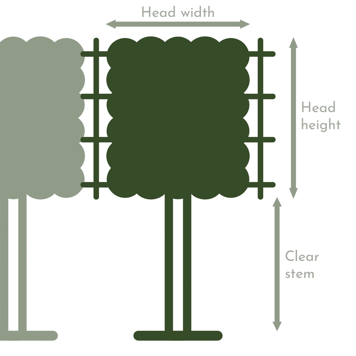 Pleached tree diagram