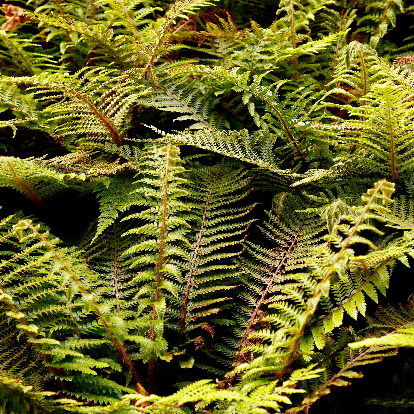 Polystichum polyblepharum Tassel_Fern