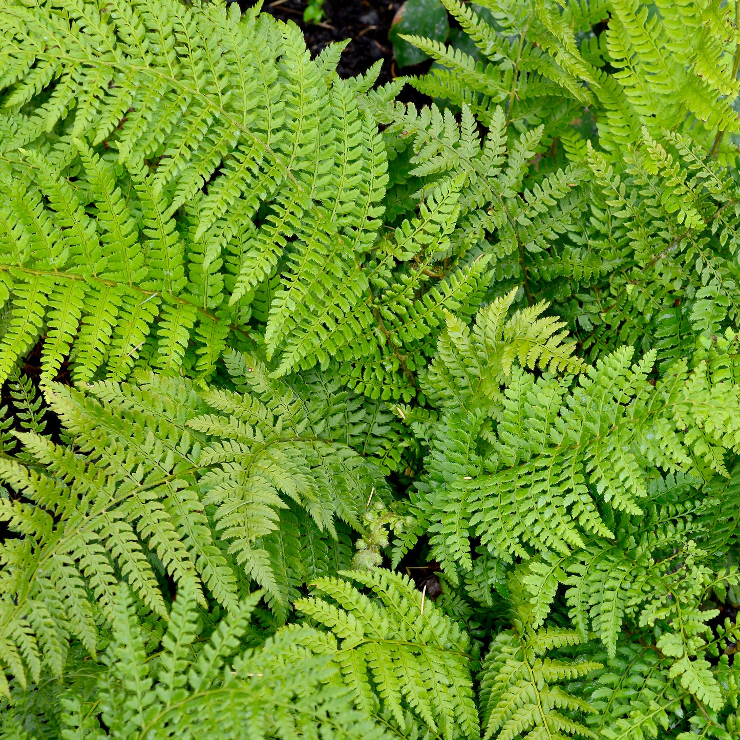 Polystichum setiferum Proliferum Fern