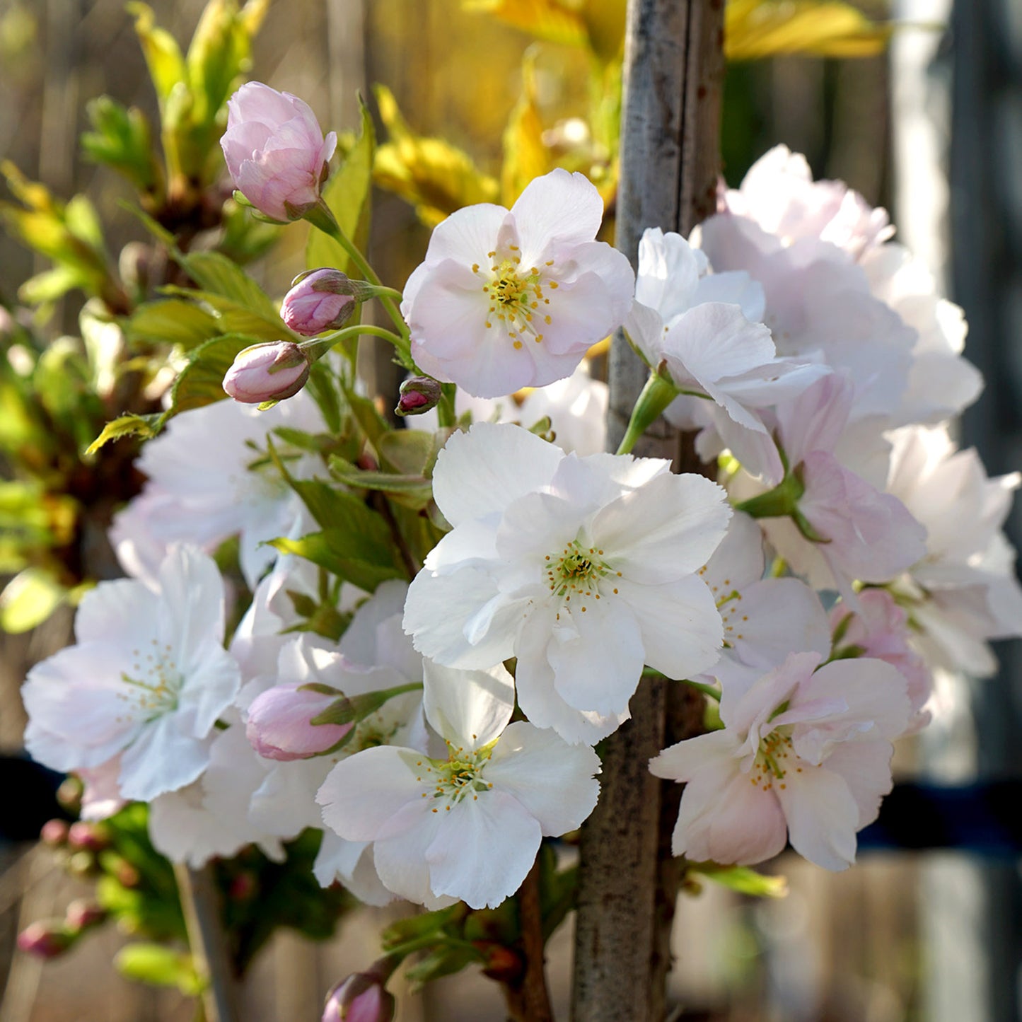 Prunus 'Amanogawa' cherry blossom flowers closeup