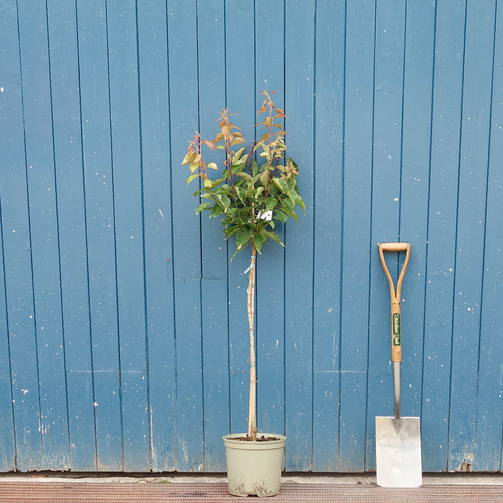 Prunus mume 'Omoi-no-mama' Tree