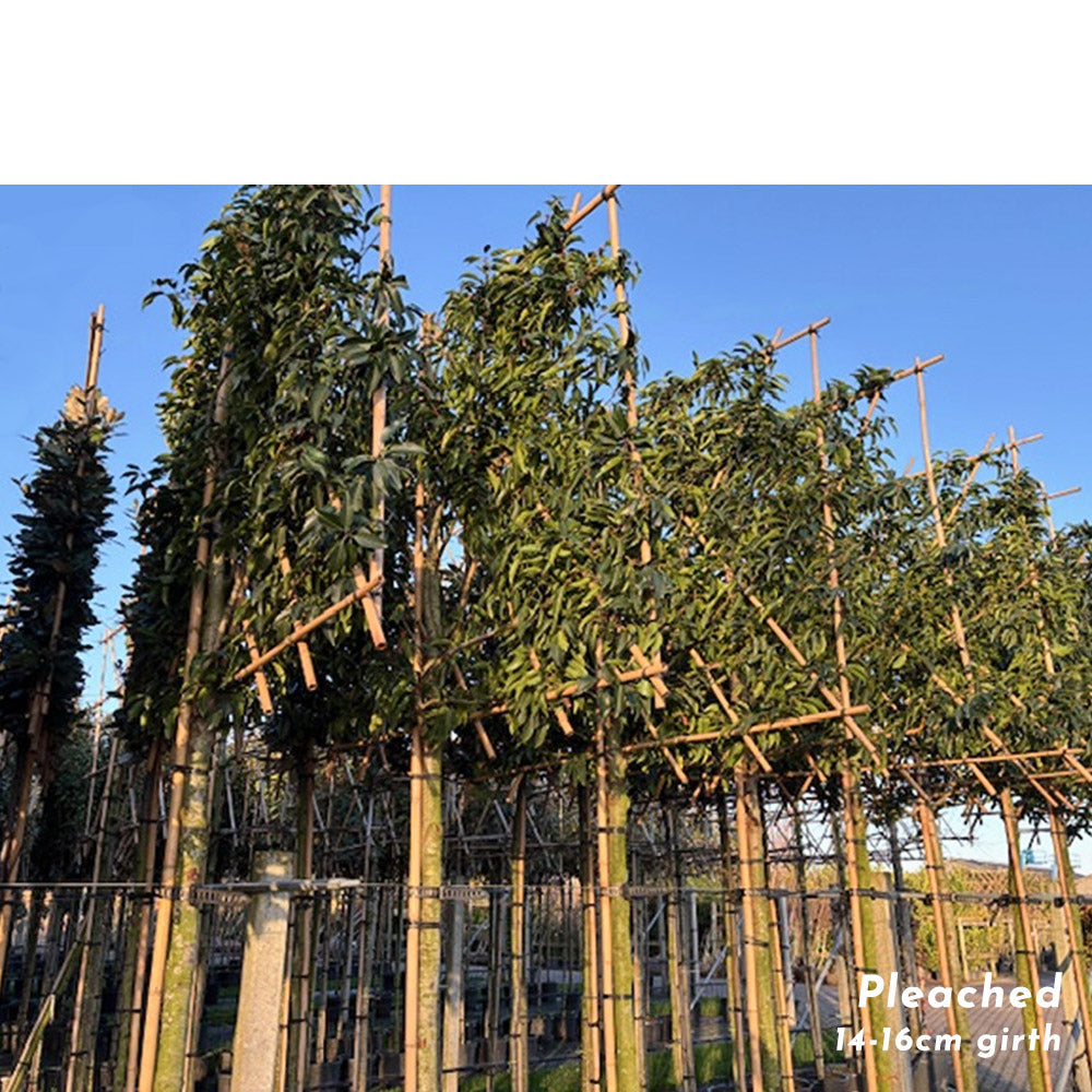 Pleached Portuguese Laurel Tree