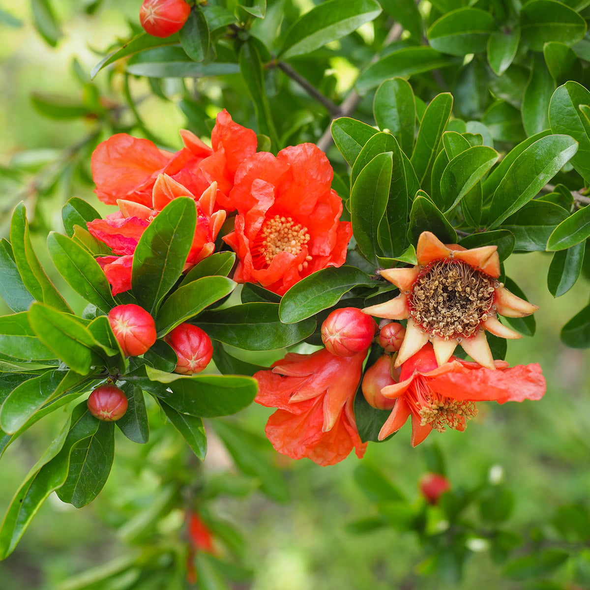 Punica granatum Pomegranate shrub