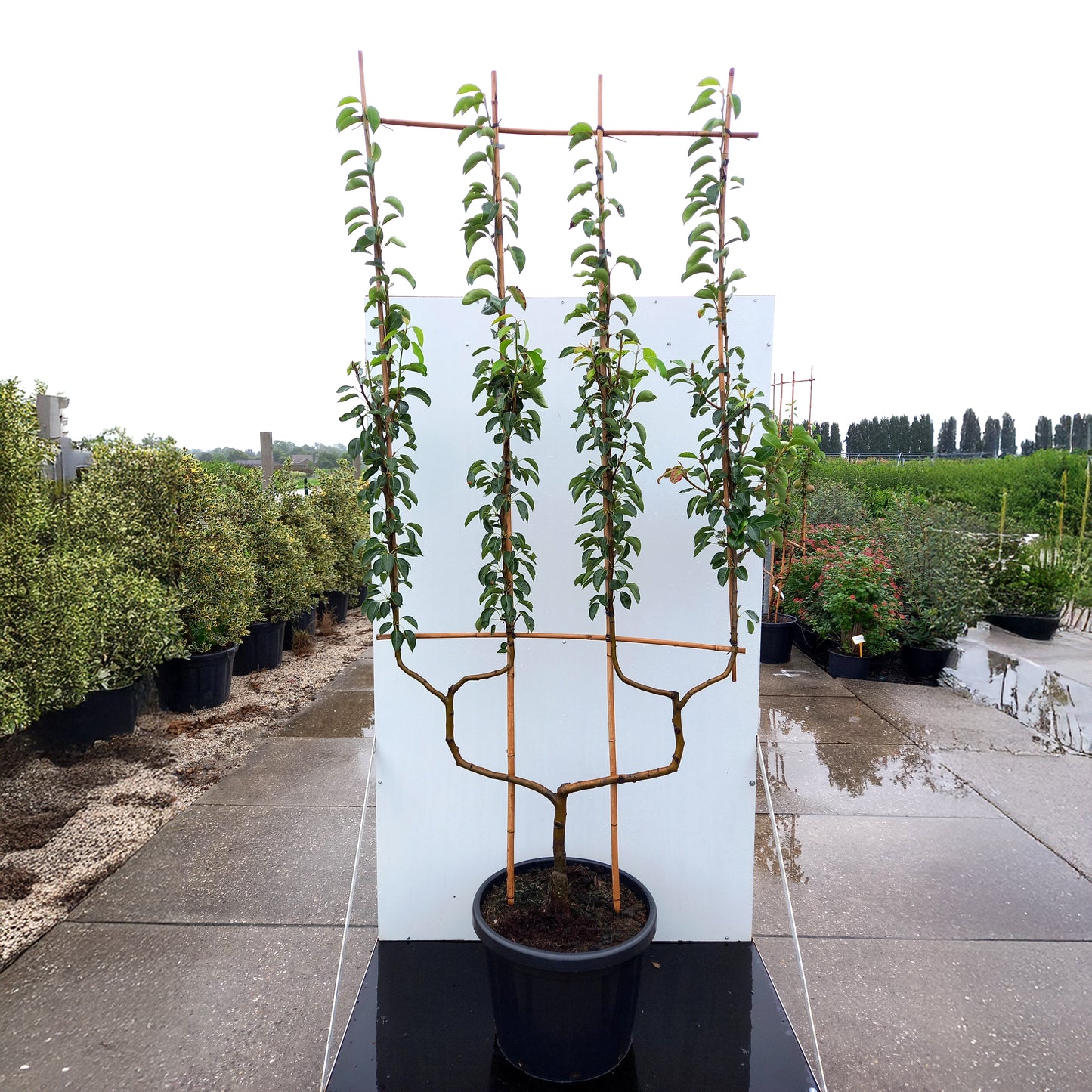 Pyrus Bon Chretien Williams double U pear tree in container