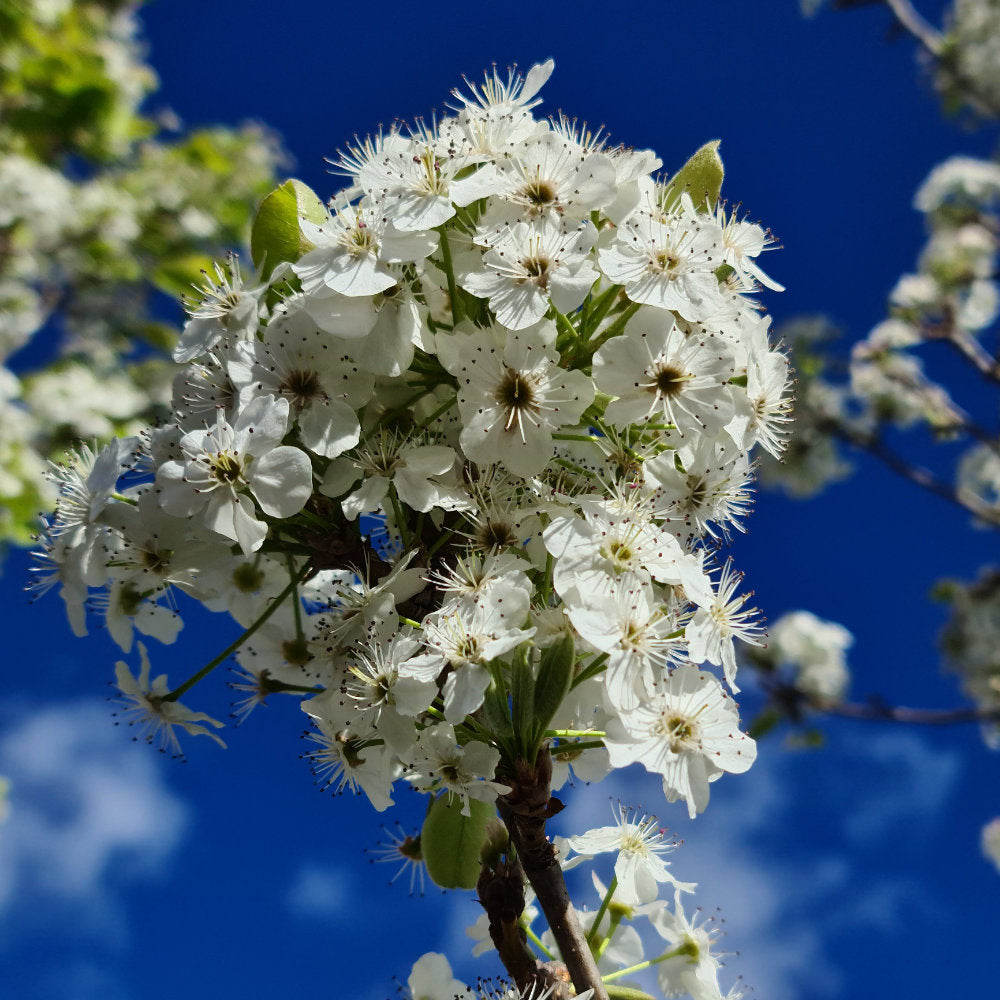 Assorted Clearance Pyrus