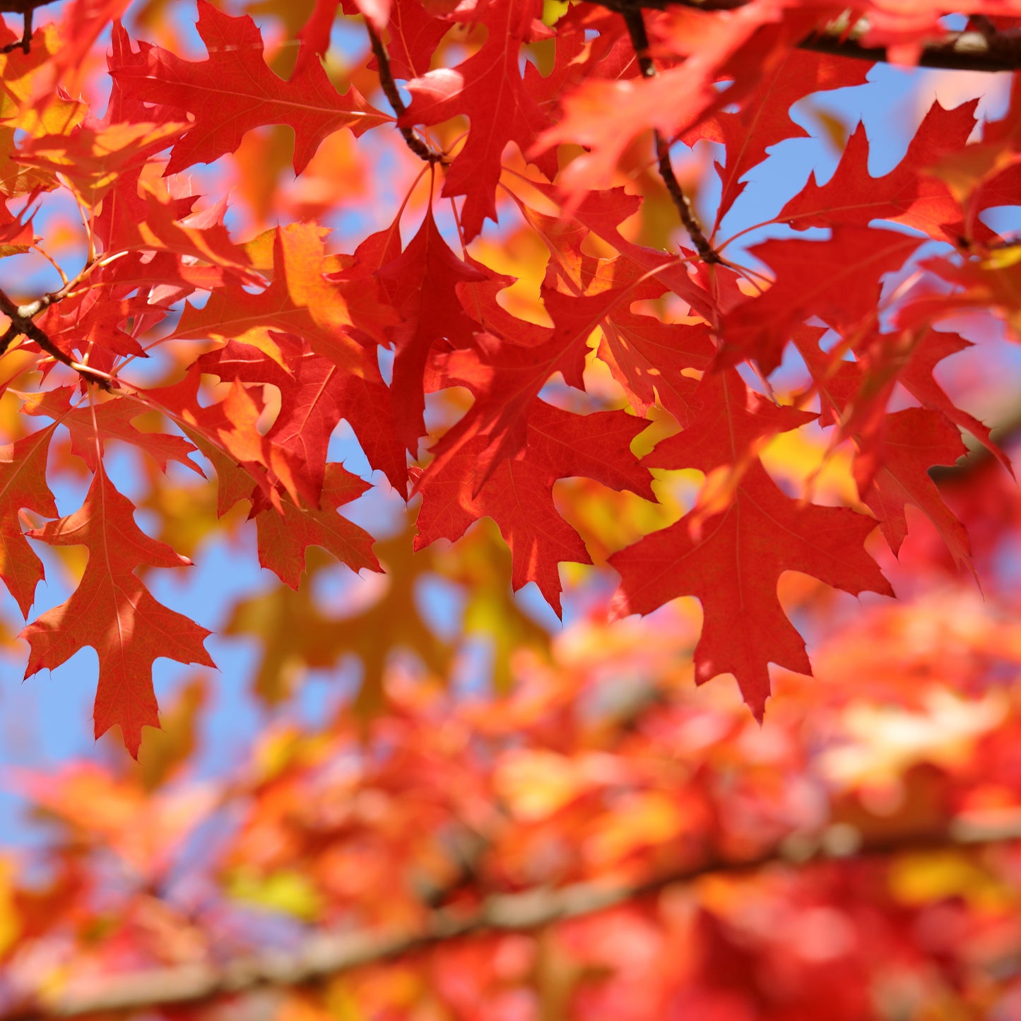Quercus palustris autumn