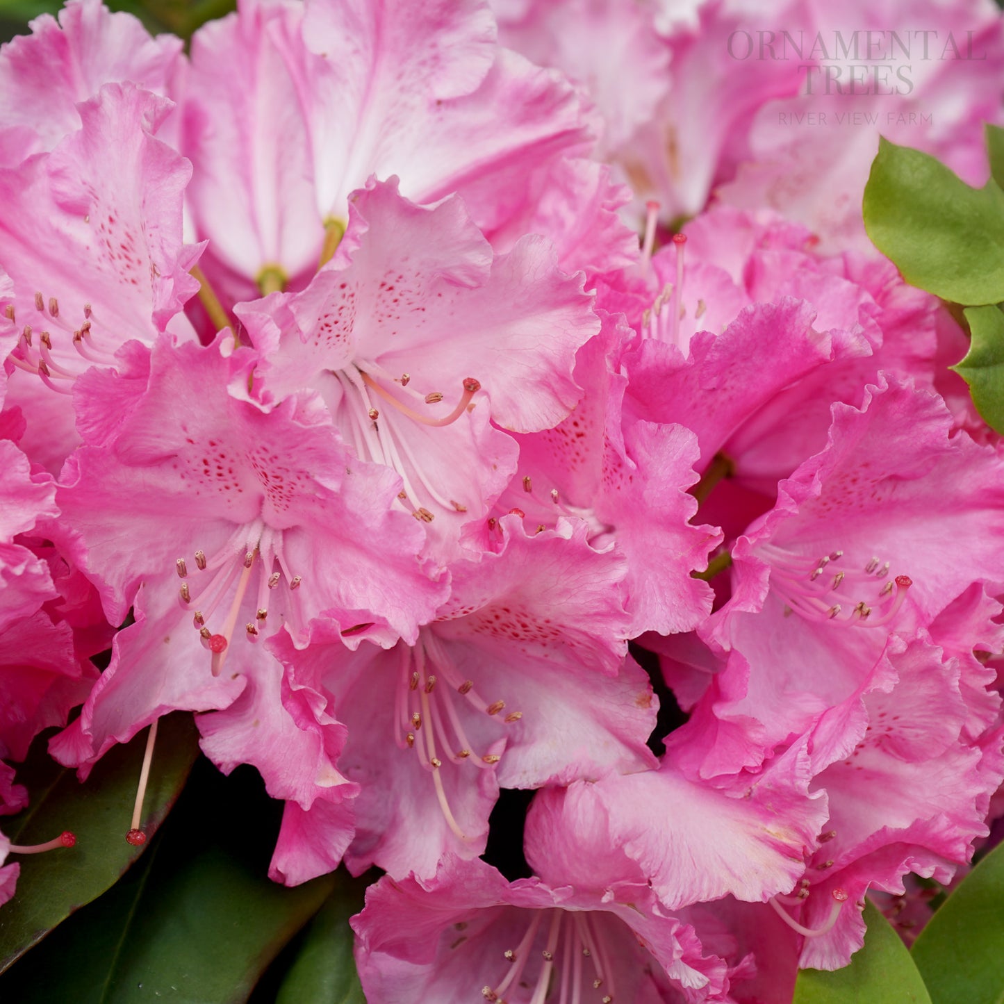 Rhododendron 'Germania' flowers