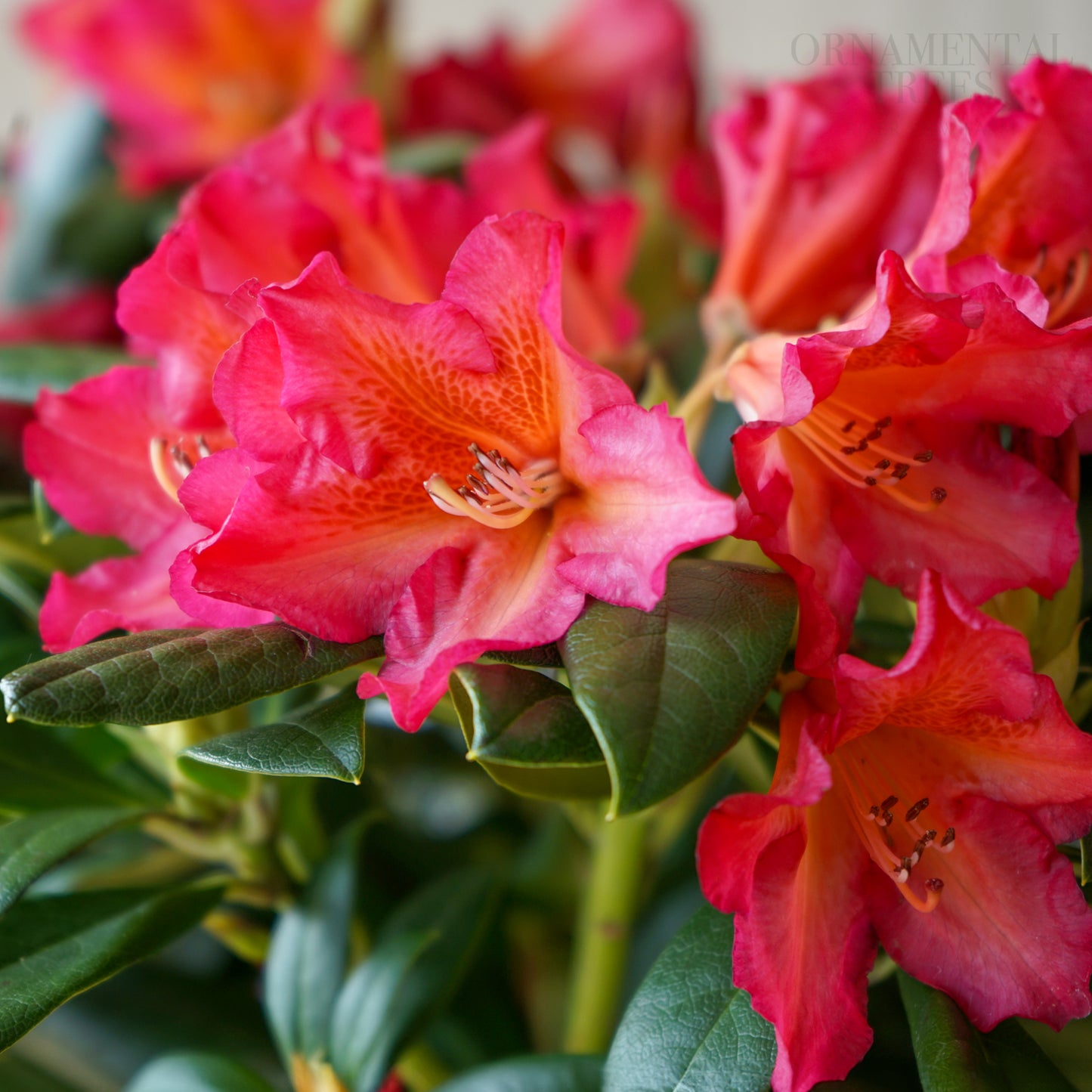 Rhododendron Golden Gate flowers