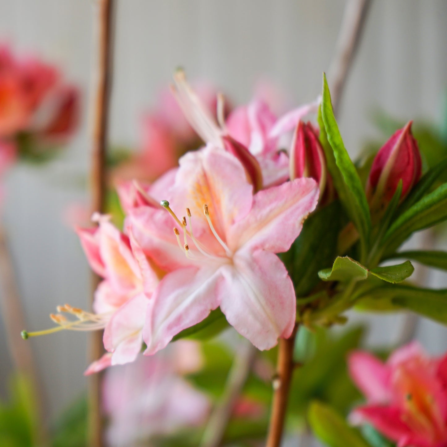 Jolie Madame Flowers